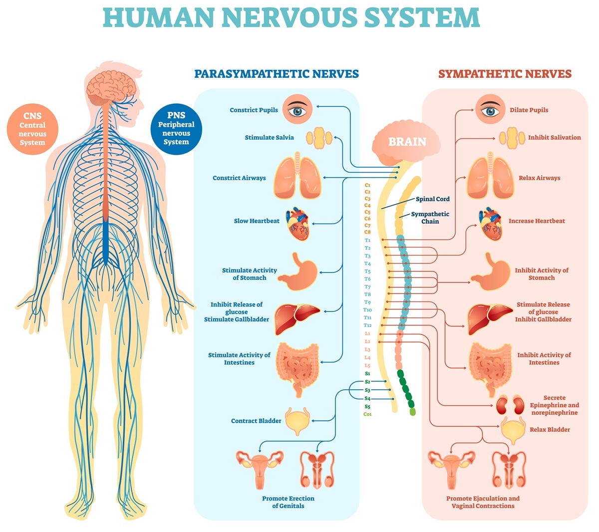Sistema nervioso autónomo y respuesta biológica del cuerpo ante el estímulo del frío extremo
