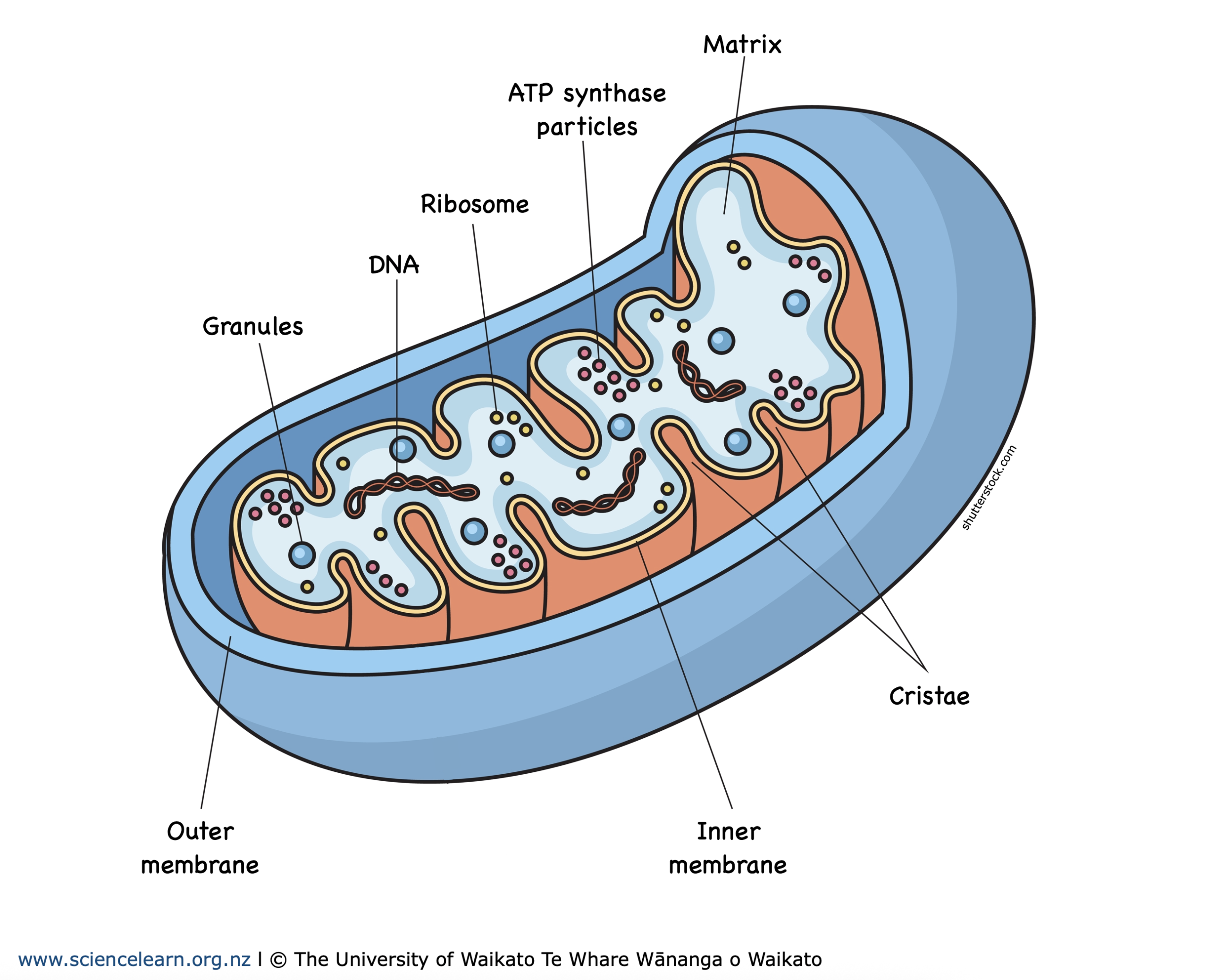 Representación celular de mitocondrias activas durante proceso de biogénesis mitocondrial