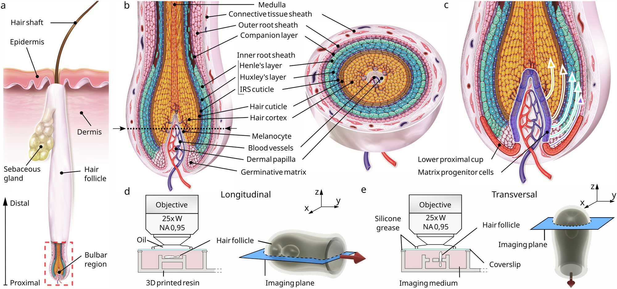 Imagen tricoscópica ampliada de folículos capilares con distintos grados de miniaturización