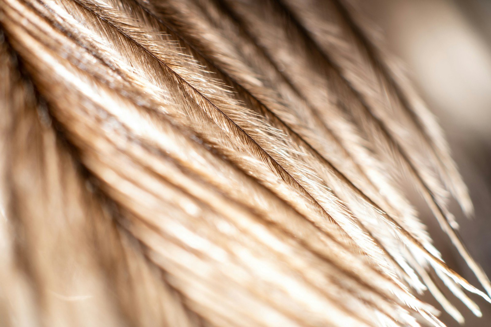 Detalle macro de raíces y aperturas foliculares en cuero cabelludo sano
